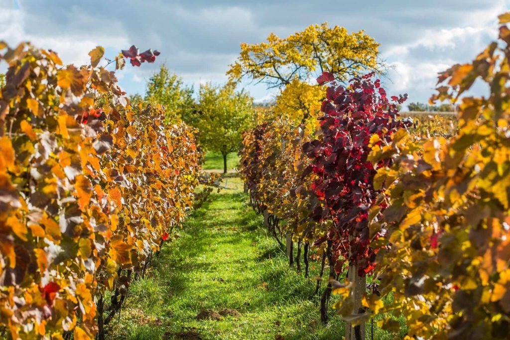 Autumn vineyards in Skalica, West Slovakia — golden and red vines during the October wine harvest season